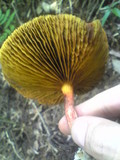 Phylloporus bellus image