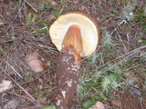 Boletus fibrillosus image