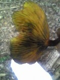 Phylloporus bellus image