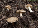 Inocybe praecox image
