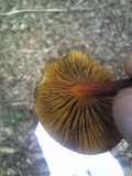 Phylloporus bellus image