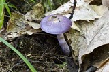 Cortinarius iodes image