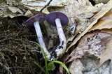 Cortinarius iodes image