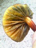 Phylloporus bellus image