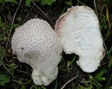 Calvatia lloydii image