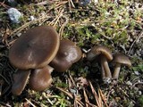 Entoloma vernum image