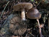Entoloma vernum image
