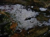 Schizopora paradoxa image