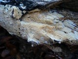Hyphodontia radula image