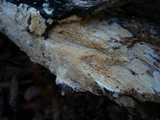 Hyphodontia radula image