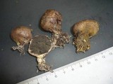 Scleroderma bovista image