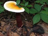Ganoderma curtisii image