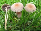 Parasola plicatilis image