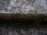 Perrotia flammea image