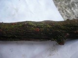 Perrotia flammea image