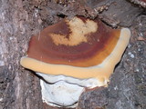 Ganoderma polychromum image