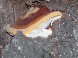 Ganoderma polychromum image
