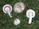 Agaricus californicus image