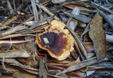 Royoporus badius image