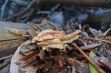 Royoporus badius image