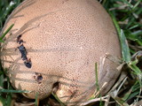 Scleroderma areolatum image