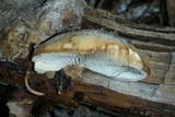 Lentinellus montanus image