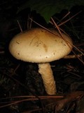 Amanita volvata image