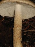 Amanita volvata image