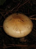 Amanita volvata image