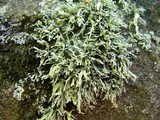 Ramalina intermedia image