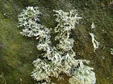 Ramalina intermedia image