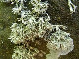 Ramalina intermedia image