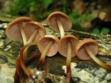 Marasmius cohaerens image