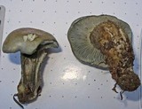 Hygrophorus caeruleus image