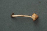 Inocybe salicis image