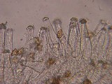 Inocybe salicis image
