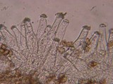 Inocybe salicis image