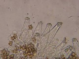 Inocybe salicis image