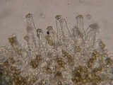 Inocybe salicis image