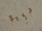 Inocybe salicis image