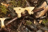 Cudoniella clavus image