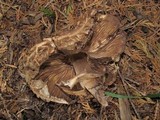 Chlorophyllum rachodes image