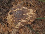 Chlorophyllum rachodes image