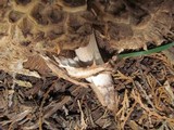 Chlorophyllum rachodes image