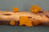 Heterotextus luteus image