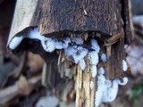 Ceratiomyxa fruticulosa var. fruticulosa image