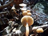 Kuehneromyces marginellus image