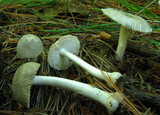 Amanita farinosa image