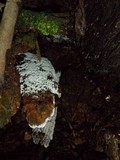 Ceratiomyxa fruticulosa var. fruticulosa image