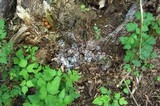 Ceratiomyxa fruticulosa var. fruticulosa image